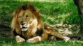 /album/fotogaleria/animales-salvajes-2-jpg/